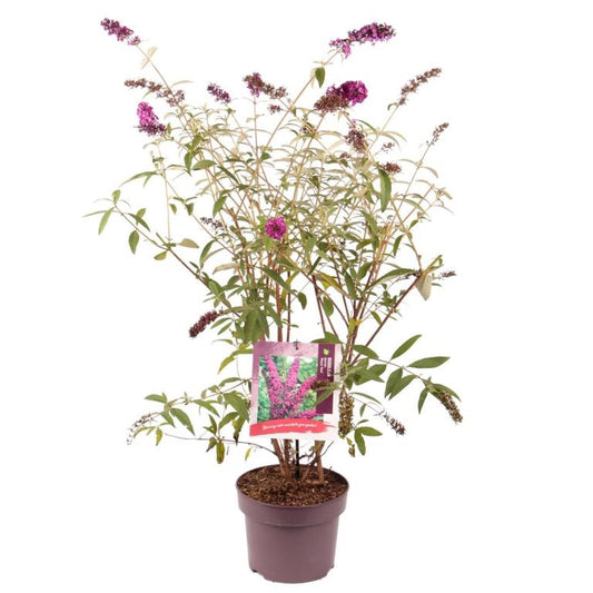 Schmetterlingsflieder Royal Red – Buddleja davidii – Sommerflieder rot – 20–50 cm