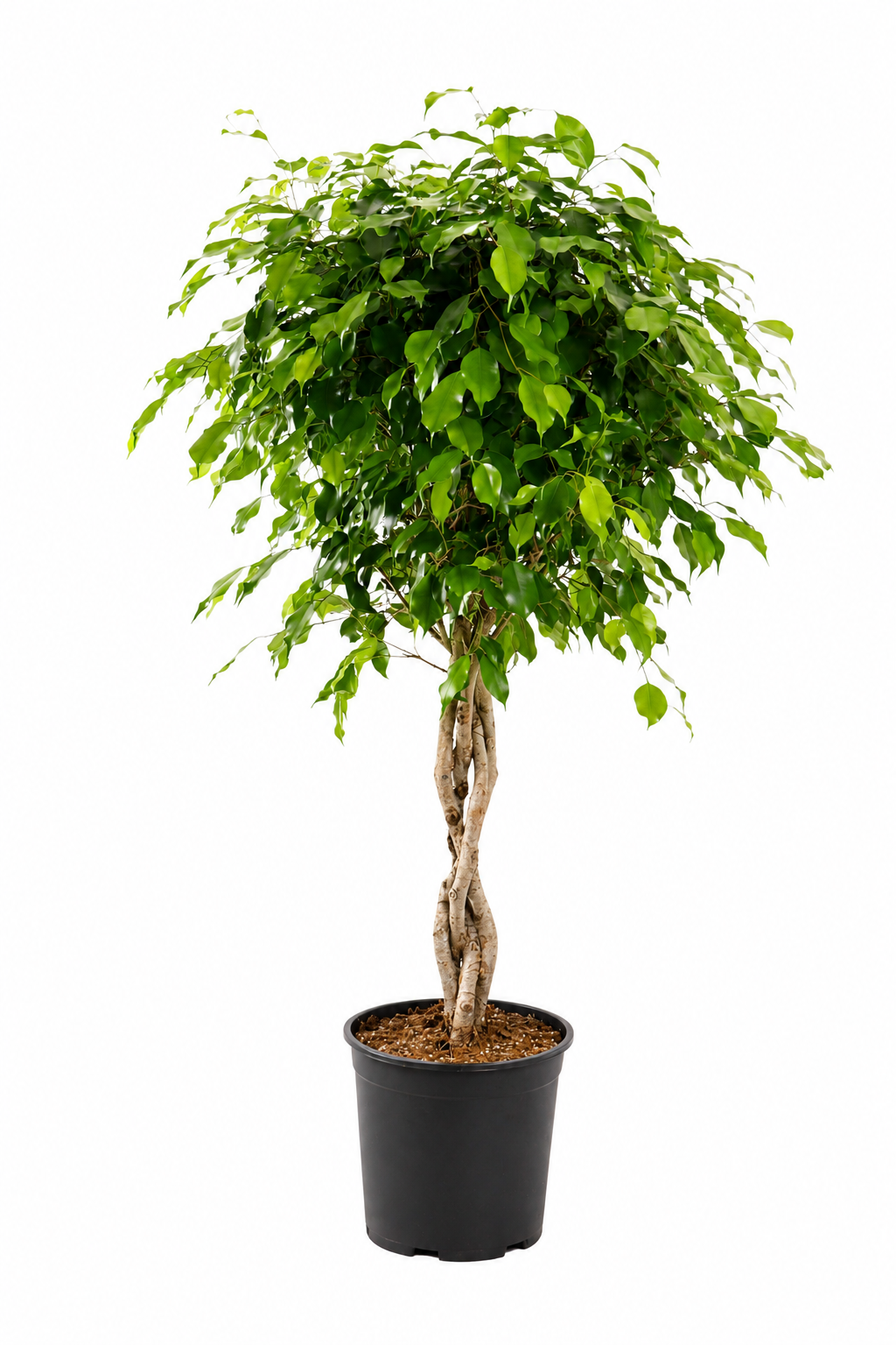 Plačící fíkus Benjamina Exotica kmen 130-150 cm - pokojová rostlina - listnatá rostlina - nenáročná na péči