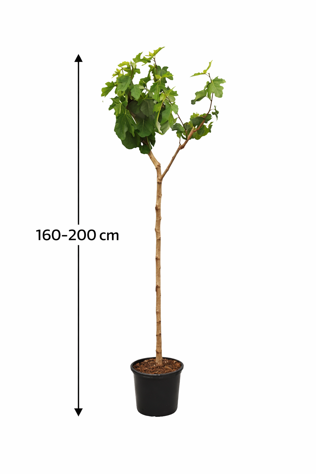 Fíkovník hnědý krocan 160-200 cm - Ficus carica 'Brown Turkey' - silný kmen - fíkovník