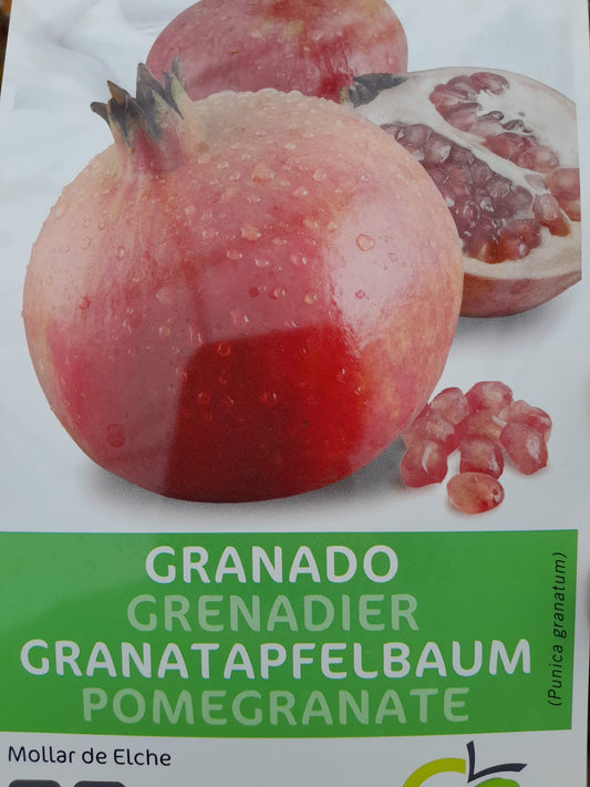 Nabídka 2 KUSY Granátové jablko 'Mollar de Elche' 150-190 cm standardní strom - Punica Granatum - Ovocný strom - Granátová jablka