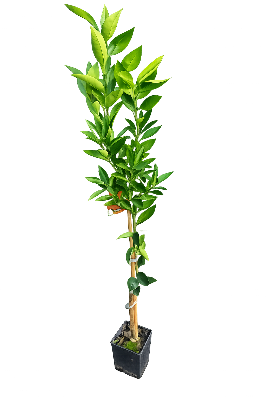 Citroník Clementine Spinoso (120-150 cm) – Sladká klementinka pro vaši zahradu