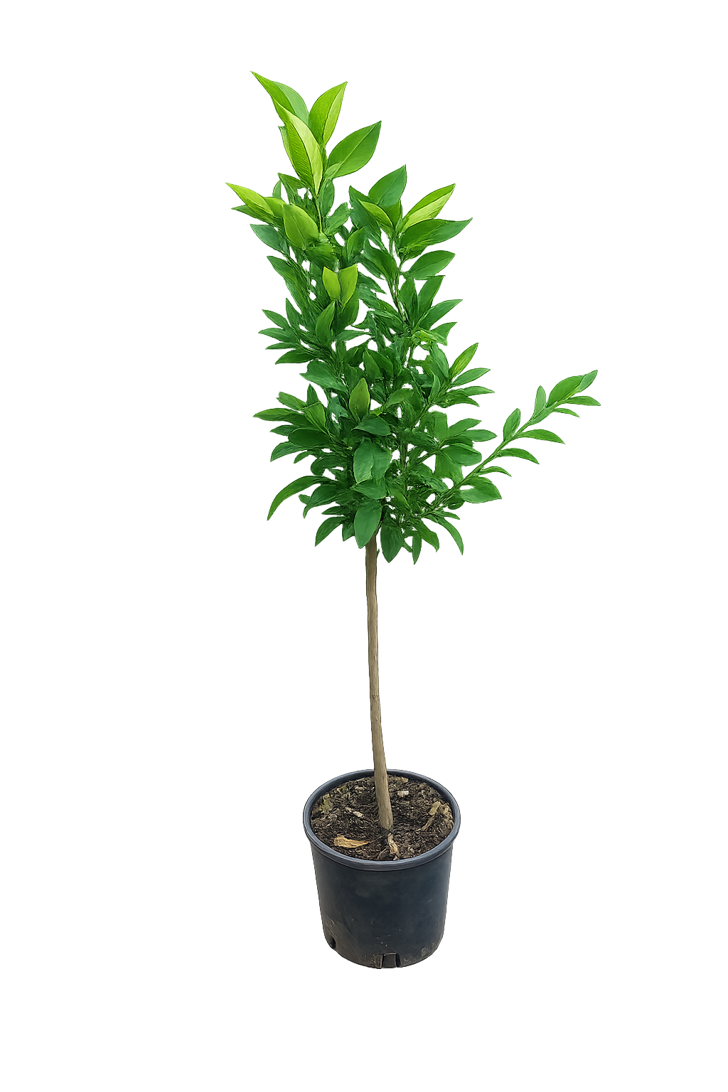 Citrus unshiu Satsuma mandarinka 130-160 cm Citrus unshiu Satsuma strom Citrus Satsuma