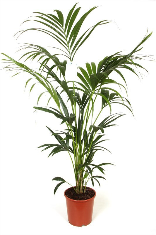 Palma Kentia 180-200 cm - Howea forsteriana - pokojová palma v nabídce – ideální pro váš domov