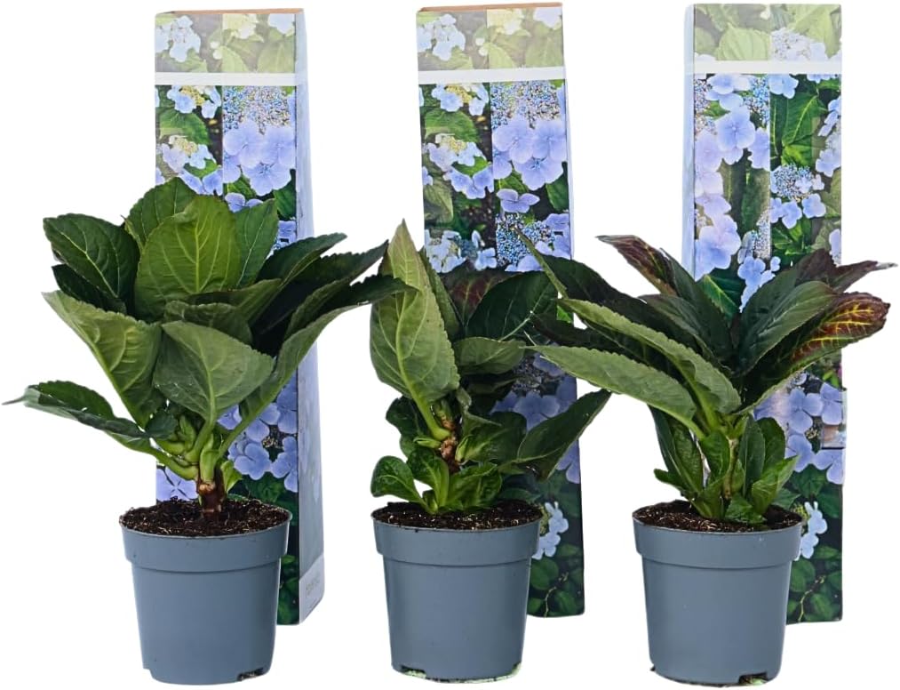 3 Pflanzen im Set Hydrangea macrophylla Tellerhortensie ‘Nizza’ – Tellerhortensie Nizza kaufen | Blühfreudige Bauernhortensie im Topf