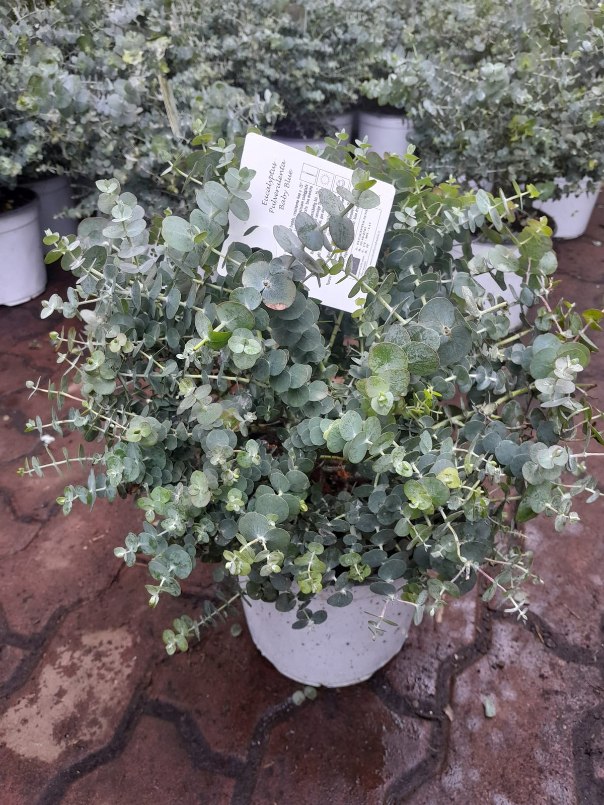 Eukalyptus stříbrolistý Baby Blue 40-50 cm rostlina, mrazuvzdorný strom