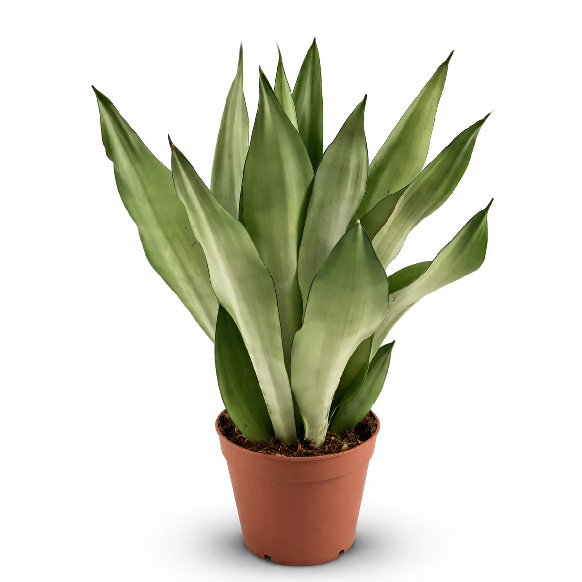 Sansevieria Moonshine ca 50 cm Bogenhanf Zimmerpflanze Schwiegermutterzunge pflegeleicht luftreinigend