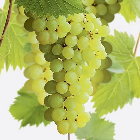 Kernlos Vitis vinifera Superior 180-200 cm Edle Traubenpflanze für Ihren Garten – Jetzt Entdecken