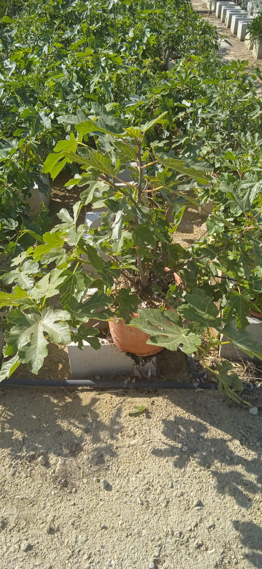 Feige 'Brown Turkey' Busch 5 Liter Topf 50-80 cm - Ficus carica 'Brown Turkey' - mittelfrühe Sorte