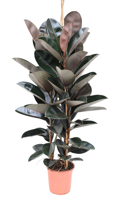 Gumovník cca. 200 cm 3 rostliny v květináči Ficus elastica Abidjan