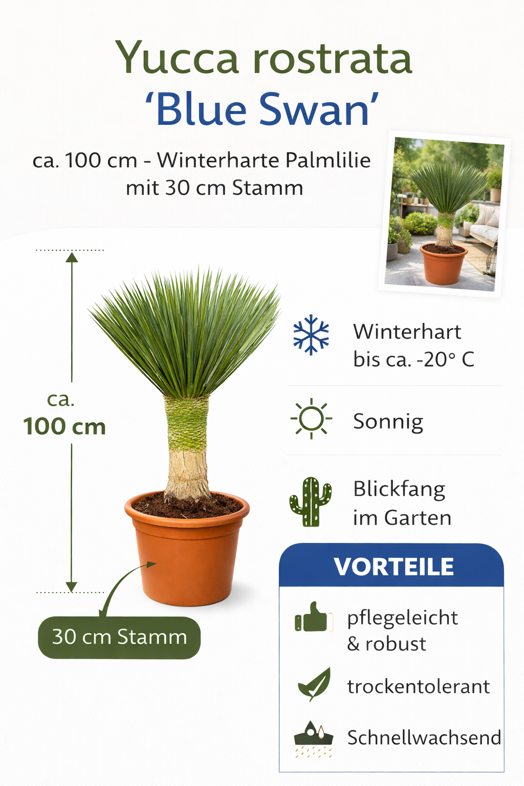 Yucca Rostrata 'Blue Swan' ca. 100 cm Gesamthöhe – Palmlilie mit 30 cm Stamm im 30 cm Topf | Winterharte Wüstenpflanze