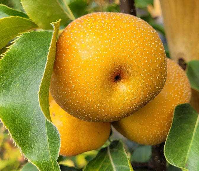 Nashi-Birne 'Shinseiki' Stämmchen | Asienbirne (Asiatische Apfelbirne) 180-200 cm | winterhart, saftig & pflegeleicht
