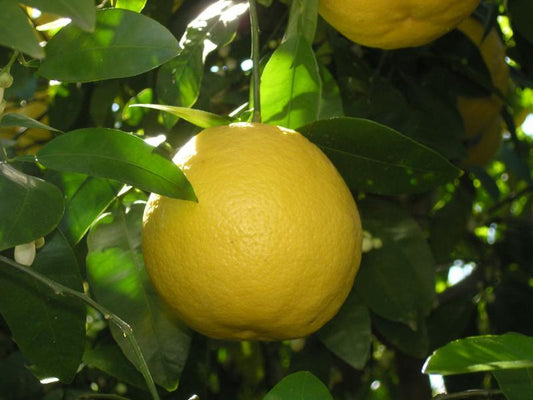 Strom žlutého grapefruitu (Citrus paradisi) – 140-180 cm C17| Citronová svěžest pro zahradu a terasu