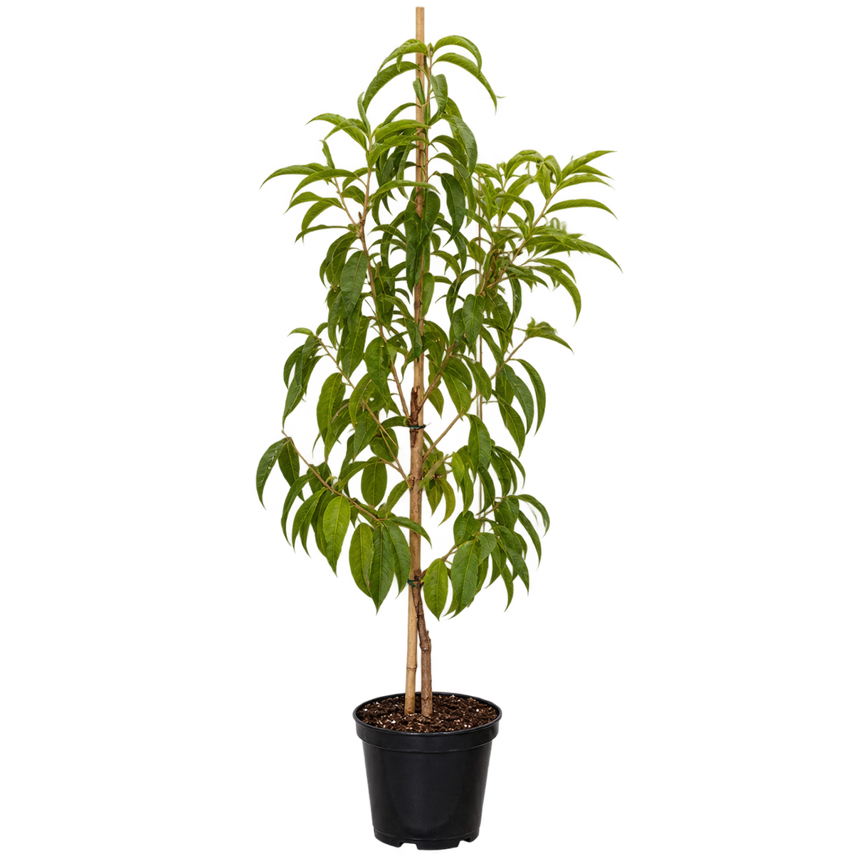 Tellerpfirsichbaum ‘Saturne’ – Prunus persica | Süßer Plattpfirsich für Garten & Terrasse | 160–200 cm inkl. Topf
