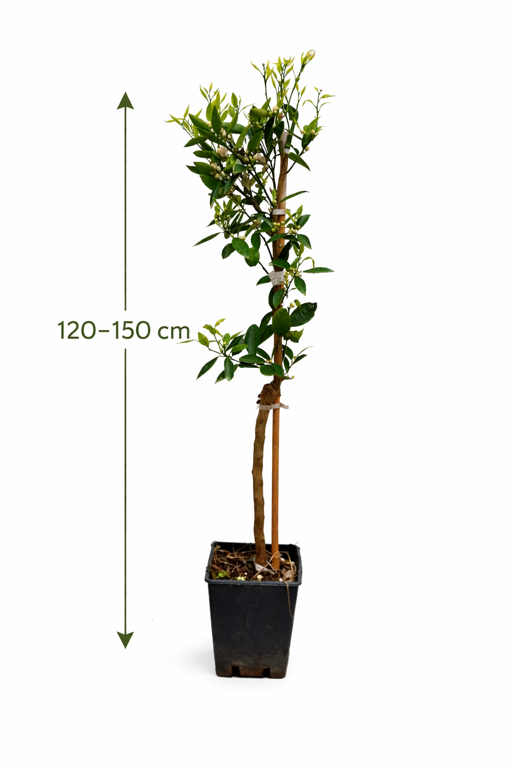 Hernandina Clementinenbaum 120-150 cm – Mediterraner Citrusbaum mit süßen Früchten
