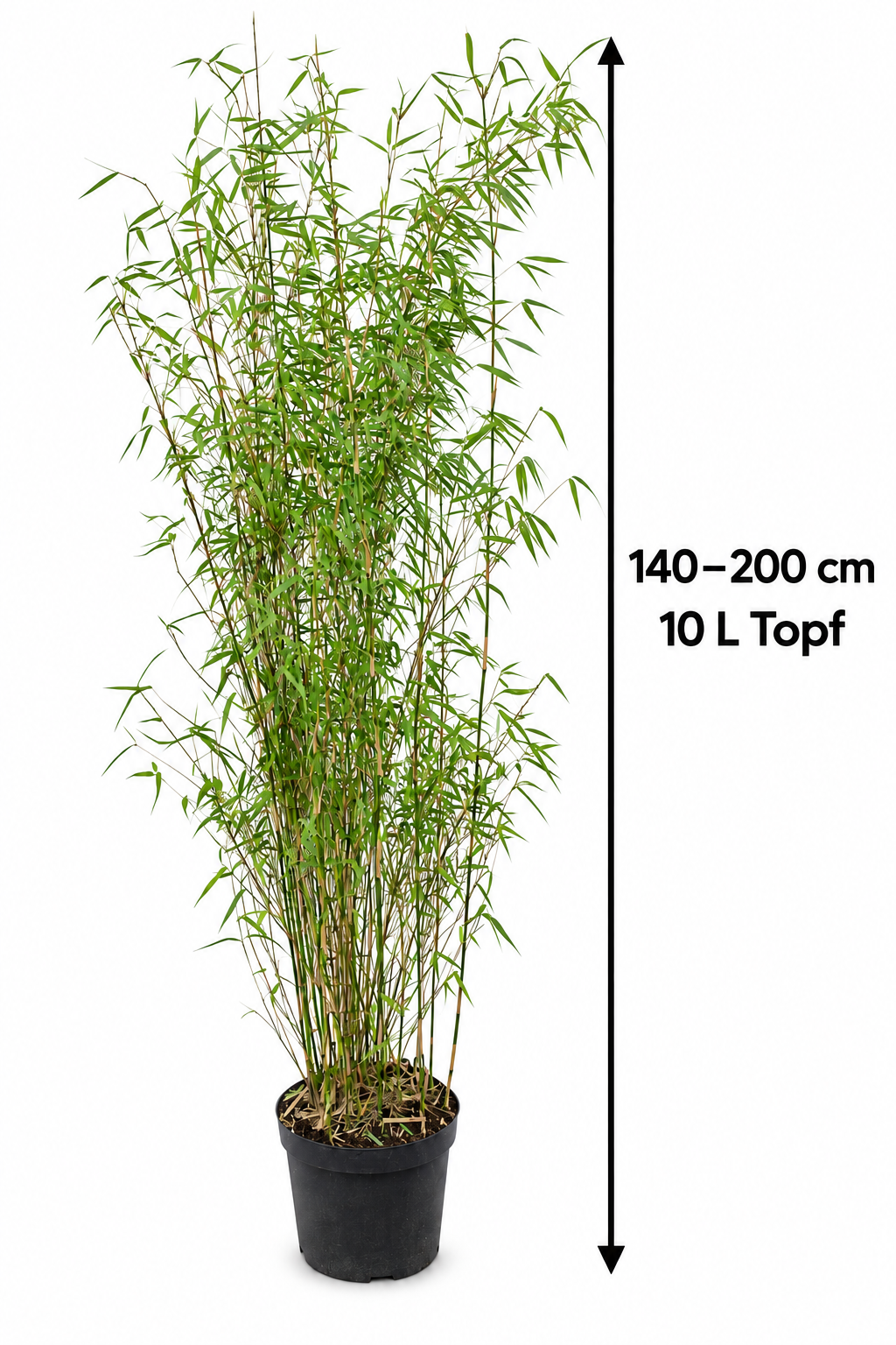 Fargesia jiuzhaigou 1 im 10-Liter-Topf – Roter Jade-Bambus, winterhart & horstbildend, 140–200 cm