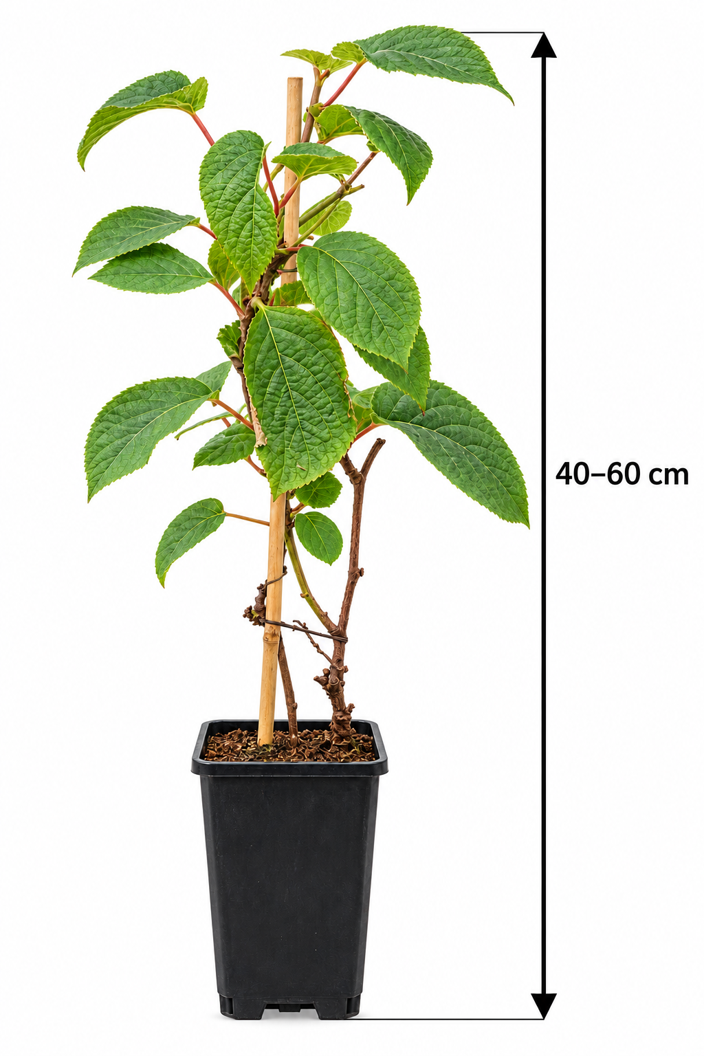 Kiwi ‘Minkimale’ – männliche Befruchterpflanze für ‘Minkigold’ – Kletterpflanze für Garten & Pergola – 40–60 cm inkl. Topf
