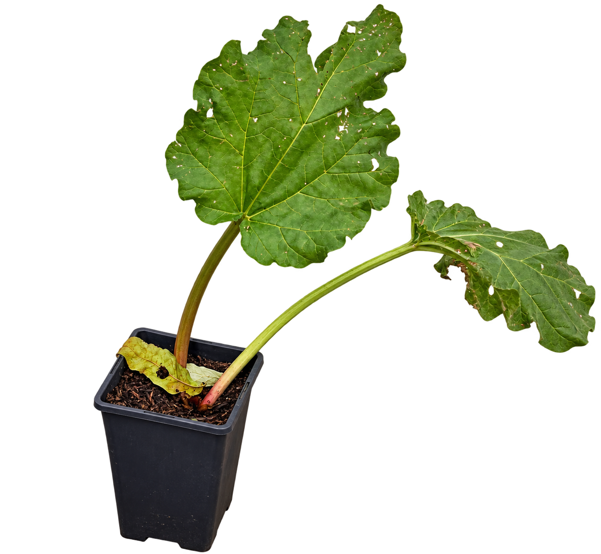 Rhabarber ‘Victoria’ – Rheum rhabarbarum – winterharte Gemüsestaude für den Garten – 40–60 cm inkl. Topf