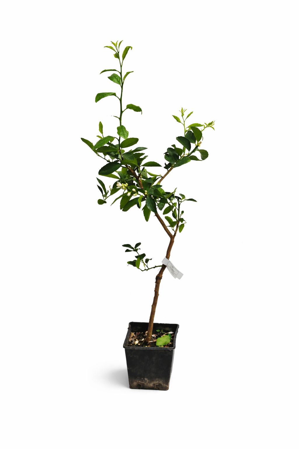 Lípa 'La Valette' 110-140 cm - Kyselá lípa do zahrady | Citrus aurantiifolia
