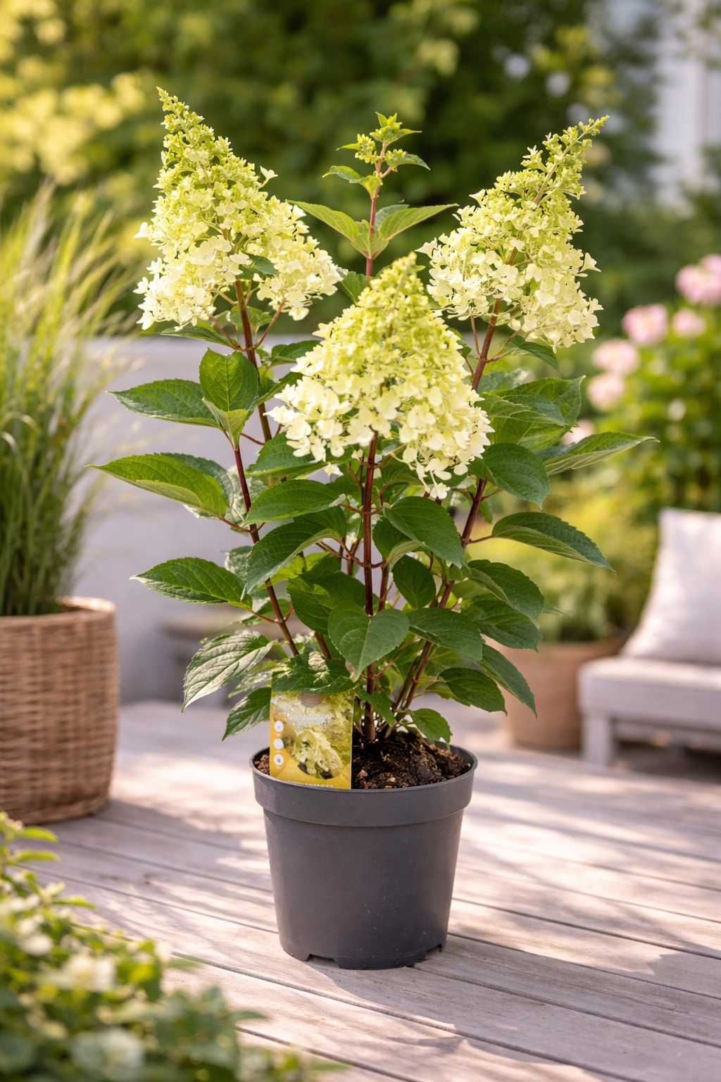 Latová hortenzie 'Candlelight' – Hydrangea paniculata v 3l květináči | Letní okrasný keř do zahrady i květináče