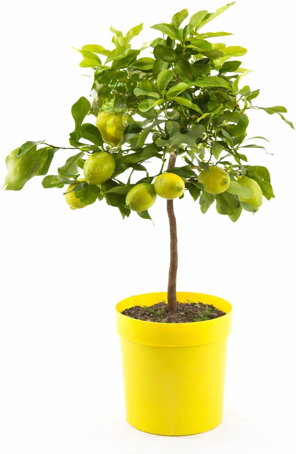 Vier Jahreszeiten Zitrone Lunario 80–100 cm Citrus limon Zitronenbaum Zitronenbäumchen mediterrane Zitruspflanze
