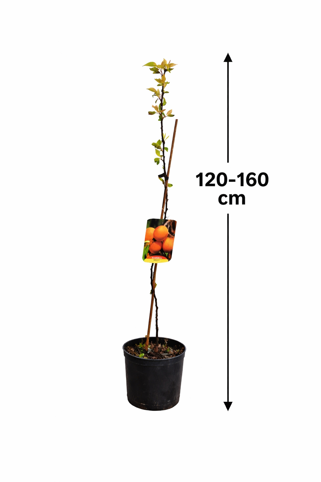 Aprikosenbaum Sungiant – Prunus armeniaca | Selbstfruchtende Aprikose 100–140 cm | Obstbaum für Garten & Kübel