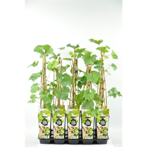 Weintraube ‘Bianca’ (Vitis vinifera) – robuste Tafeltraube, winterhart & ertragreich, 50–70 cm