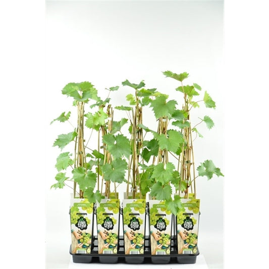 Weintraube 'Phönix' 50-70 cm robuste Tafeltraube, Vitis Phönix Rebe für Garten & Terrasse