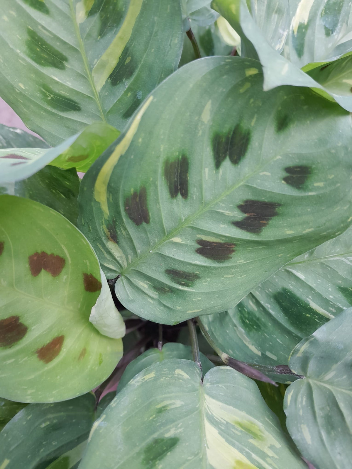 Maranta leuconeura 'Fantasy' cca. 30 cm Arova kořen - Pokojová rostlina - Listnatá rostlina