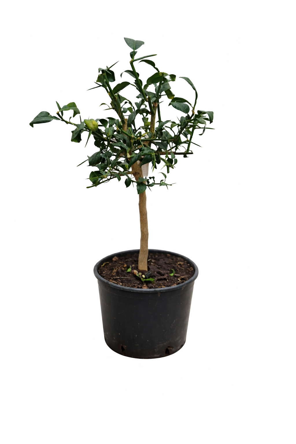 Citrus x junos - Yuzu 80-100 cm - Mrazuvzdorná odrůda citrusů do -12°C - roubovaná