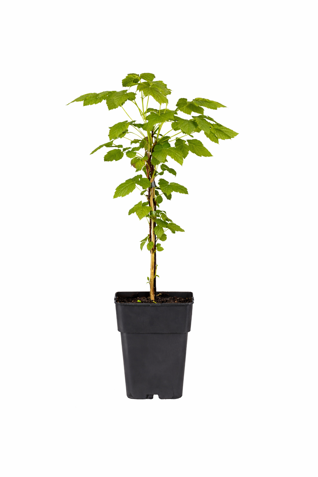 Himbeere-Brombeere Kreuzung - Rubus 'Tayberry'