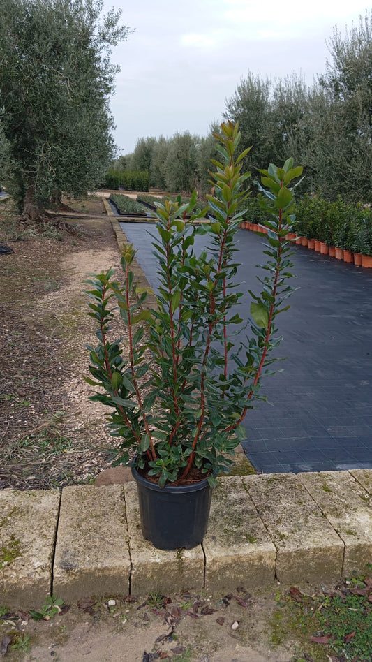 Arbutus Unedo (Erdbeerbaum) – Corbezzolo, ca. 140 cm / P30 – Dekorative Pflanze für Garten & Terrasse