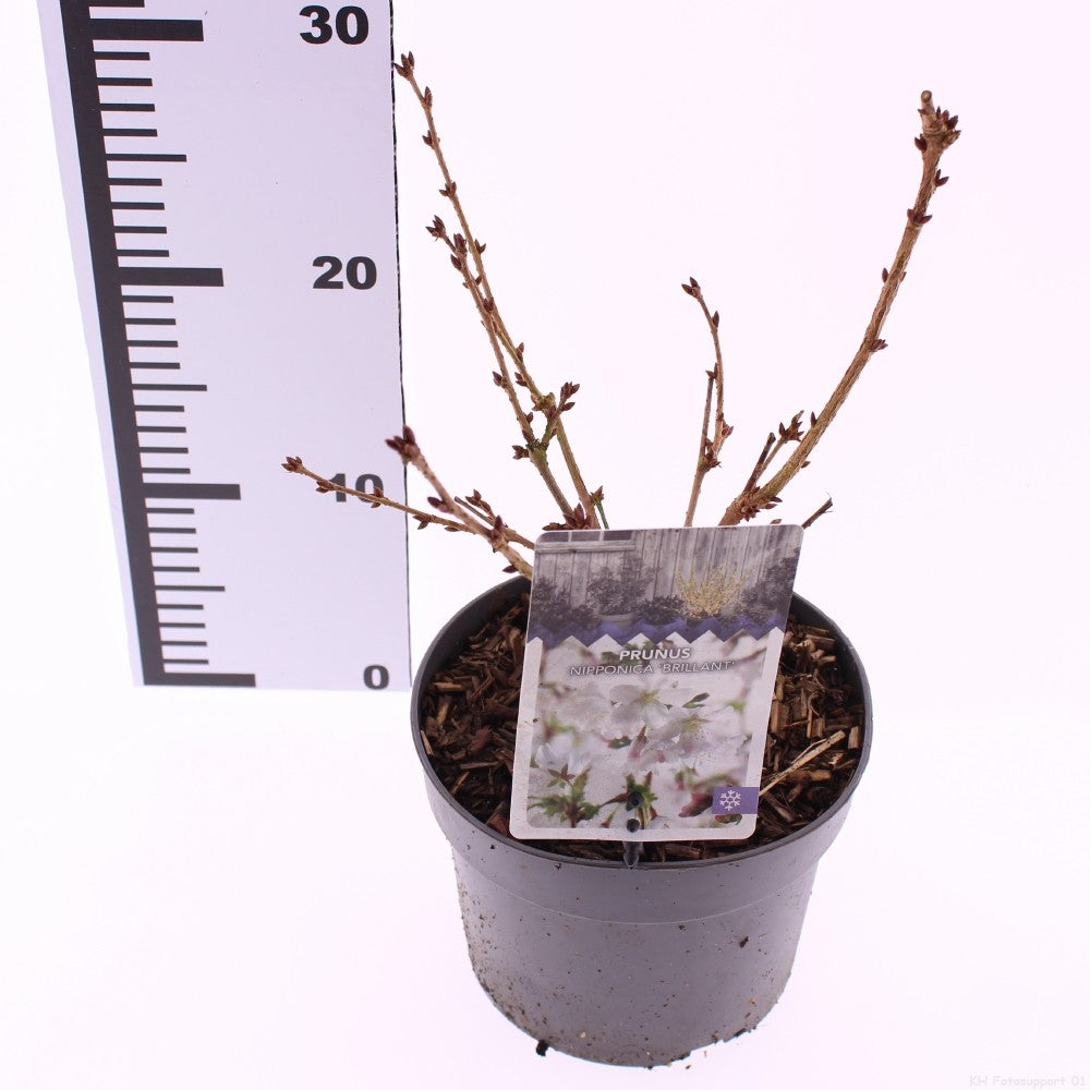 Prunus kurilensis 'Brillant' – zakrslá třešeň / kurilská třešeň 40-60 cm – ideální do zahrady