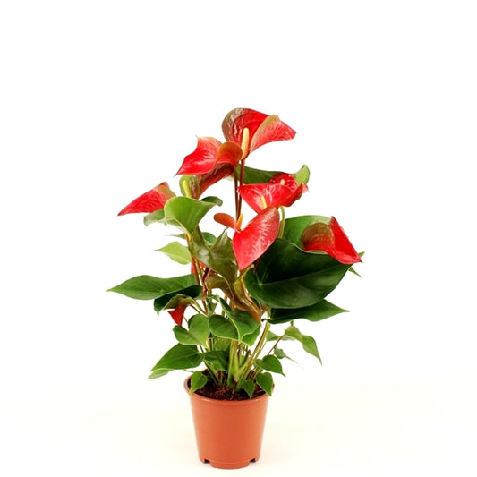 Červený plameňák (Anthurium andraeanum 'Red Bull') – Exotická pokojová rostlina, 50–60 cm, dlouhá a nenáročná na péči.