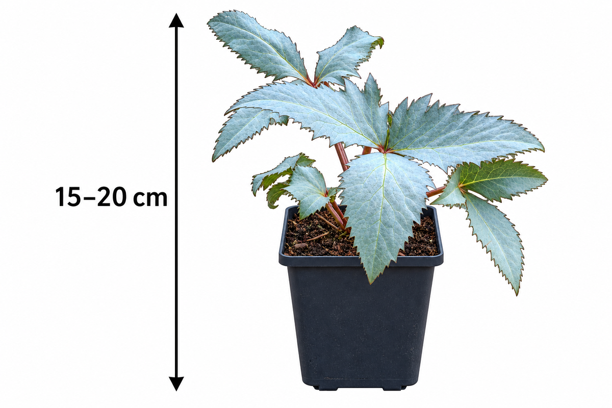 Helleborus × sternii ‘Silver Star’ – Nieswurz mit silbrigem Laub, immergrüne Blütenstaude für Garten & Kübel – 15–20 cm inkl. Topf