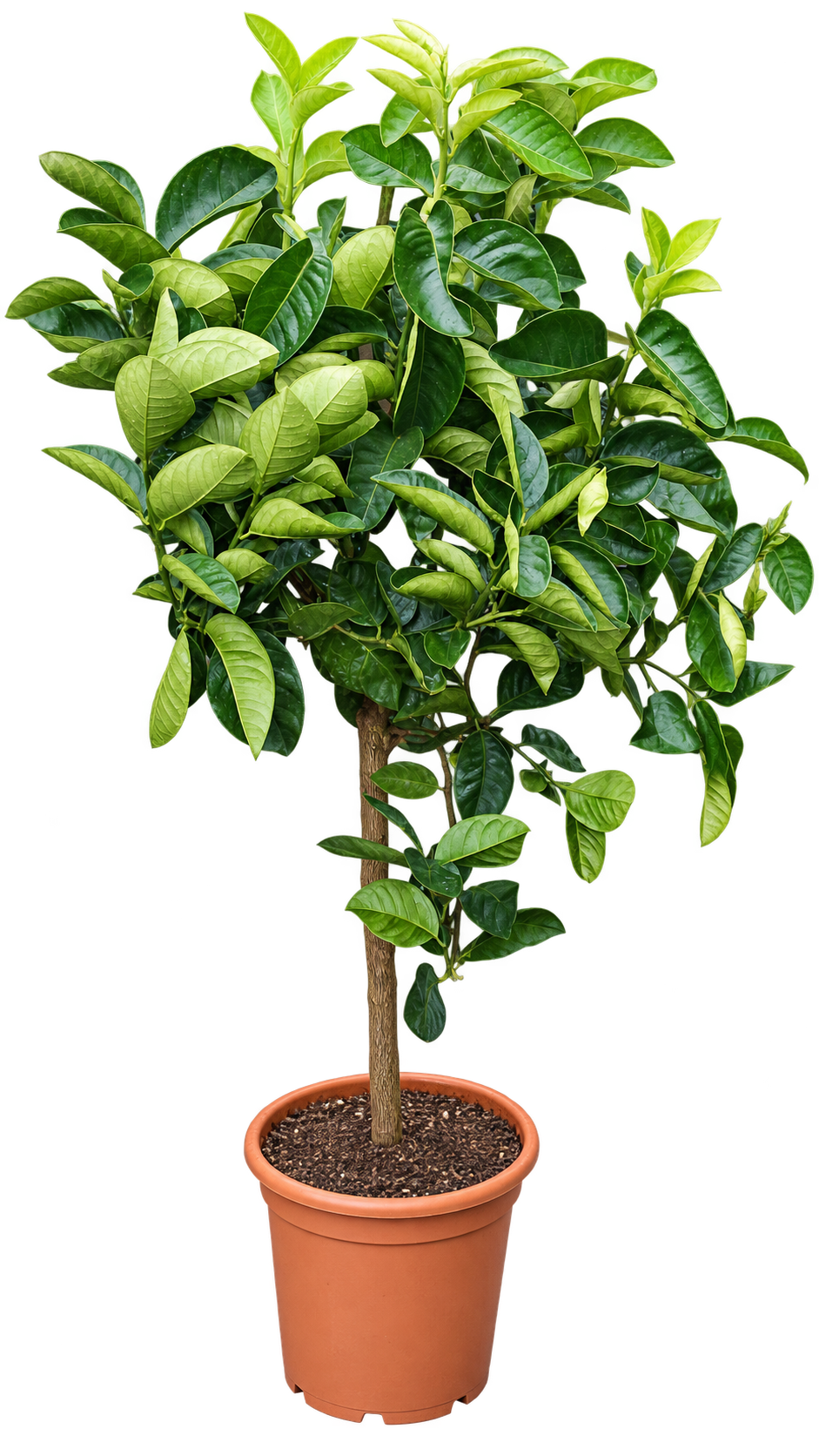 Zitronatzitrone ‘Cedro of the Aeolian Islands’ – Citrus medica, Zitruspflanze für Terrasse & Wintergarten – ca. 120 cm inkl. Topf
