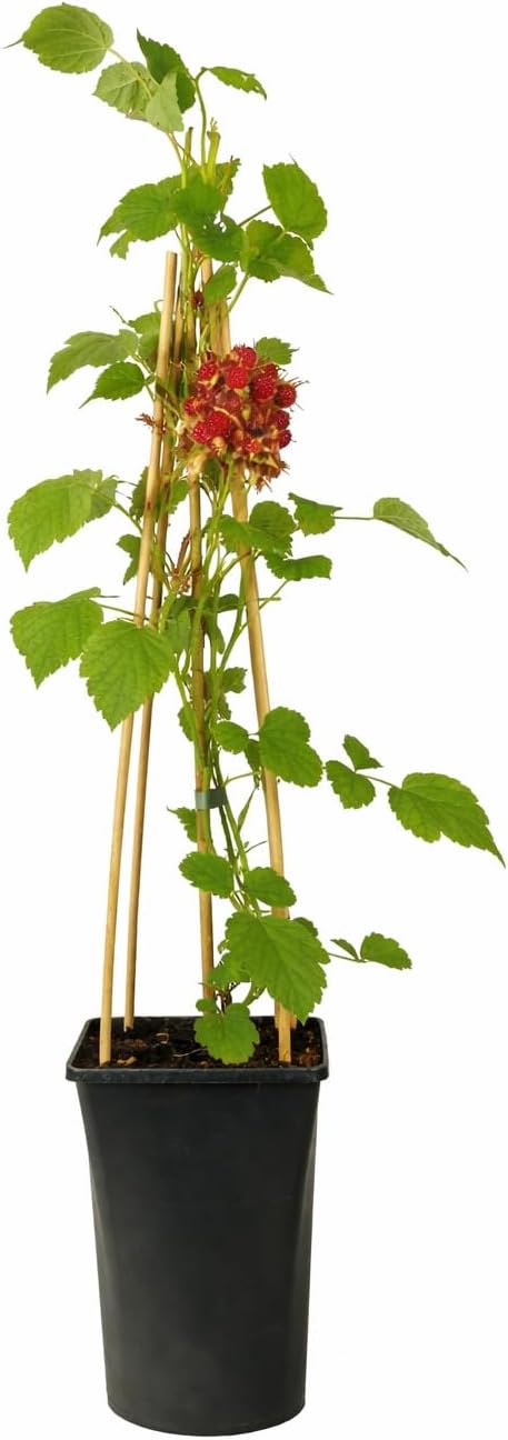 Japanische Weinbeere 60-70 cm – Rubus phoenicolasius | Winterharte Japanische Himbeere & süße Kletterbeere für Garten und Balkon
