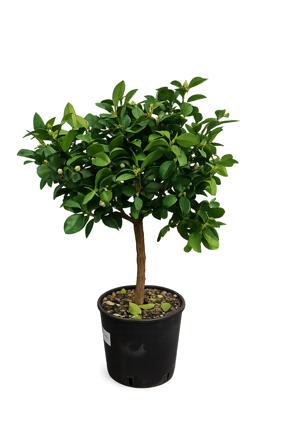 Římská limeta 'Pursha' 80-100 cm Sladká limeta - Citrus limetta 'Pursha'
