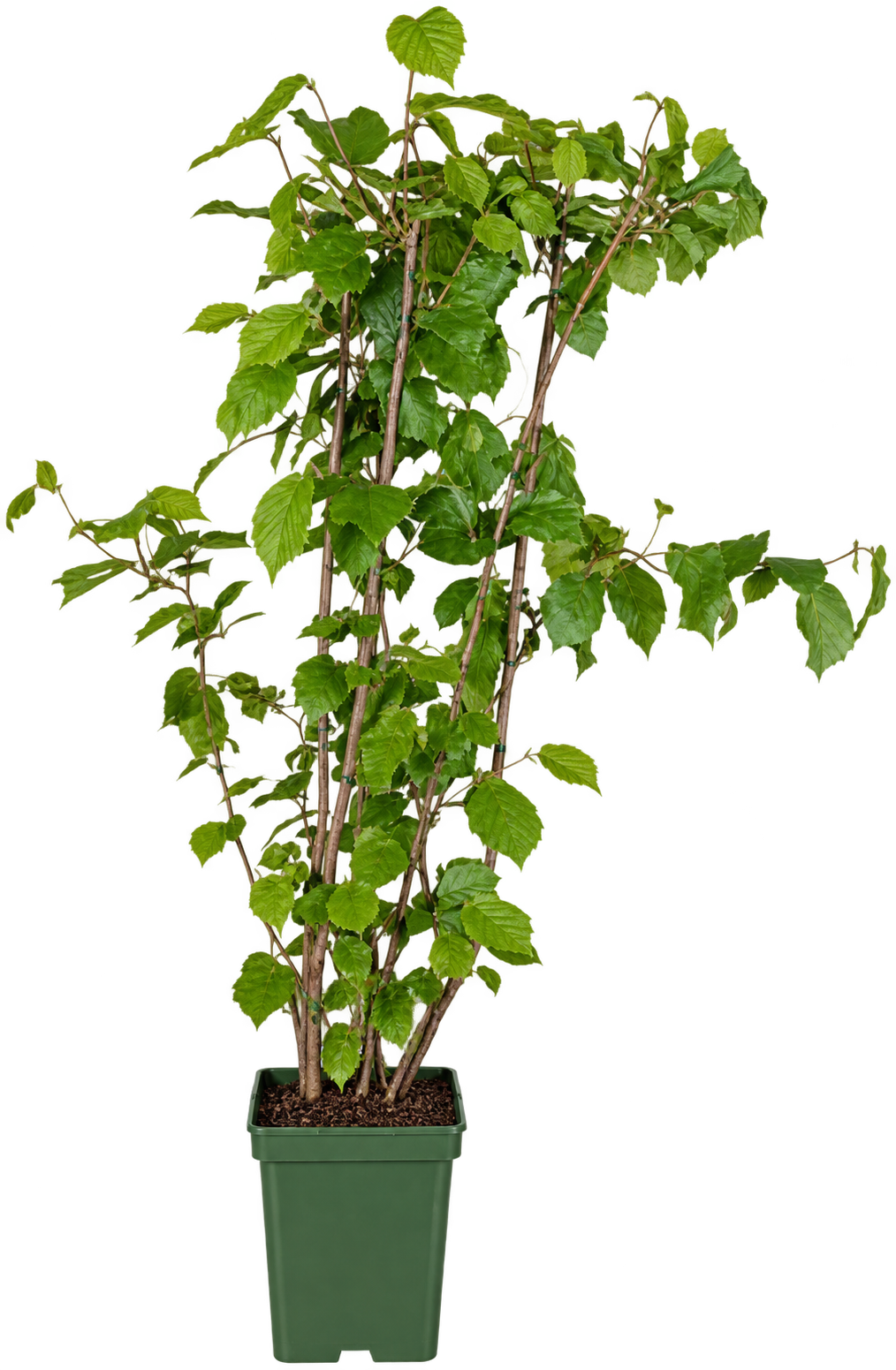 Corylus avellana „Lange Spaanse“ – Haselnuss-Strauch / Spanische Hasel 50-70 cm (inkl. Topf, winterhart, Zierstrauch)