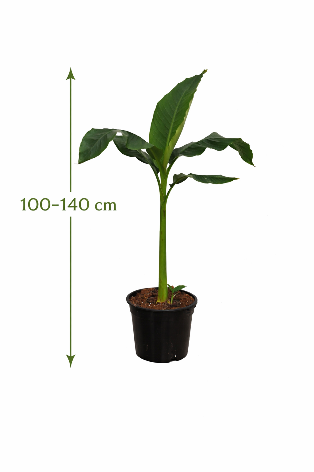 Musa Basjoo Winterharte Banane 100-140 cm Bananenpflanze winterfest schnell wachsend Gartenpalme