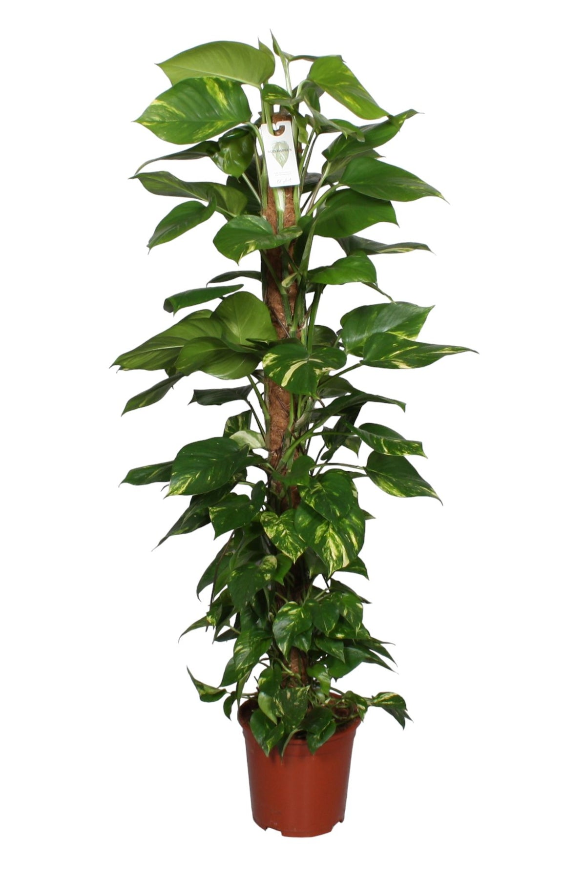 Epipremnum Aureum - Pothos na mechové tyčce Květináč Ø 27 / Výška cca. 160 cm popínavá rostlina, snadno udržovatelná závěsná rostlina, pokojová rostlina