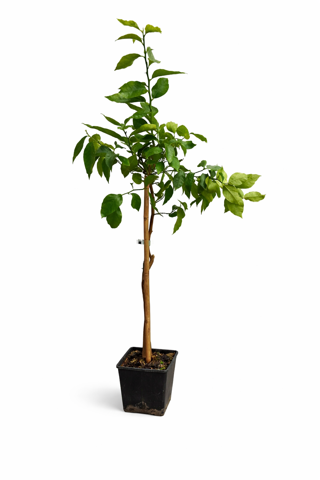 Citroník Fino 95 (Limonero Fino 95) – středomořská citrusová rostlina vysoká cca. 100–140 cm včetně květináče – Pravý citroník do zahrady, na terasu a balkon