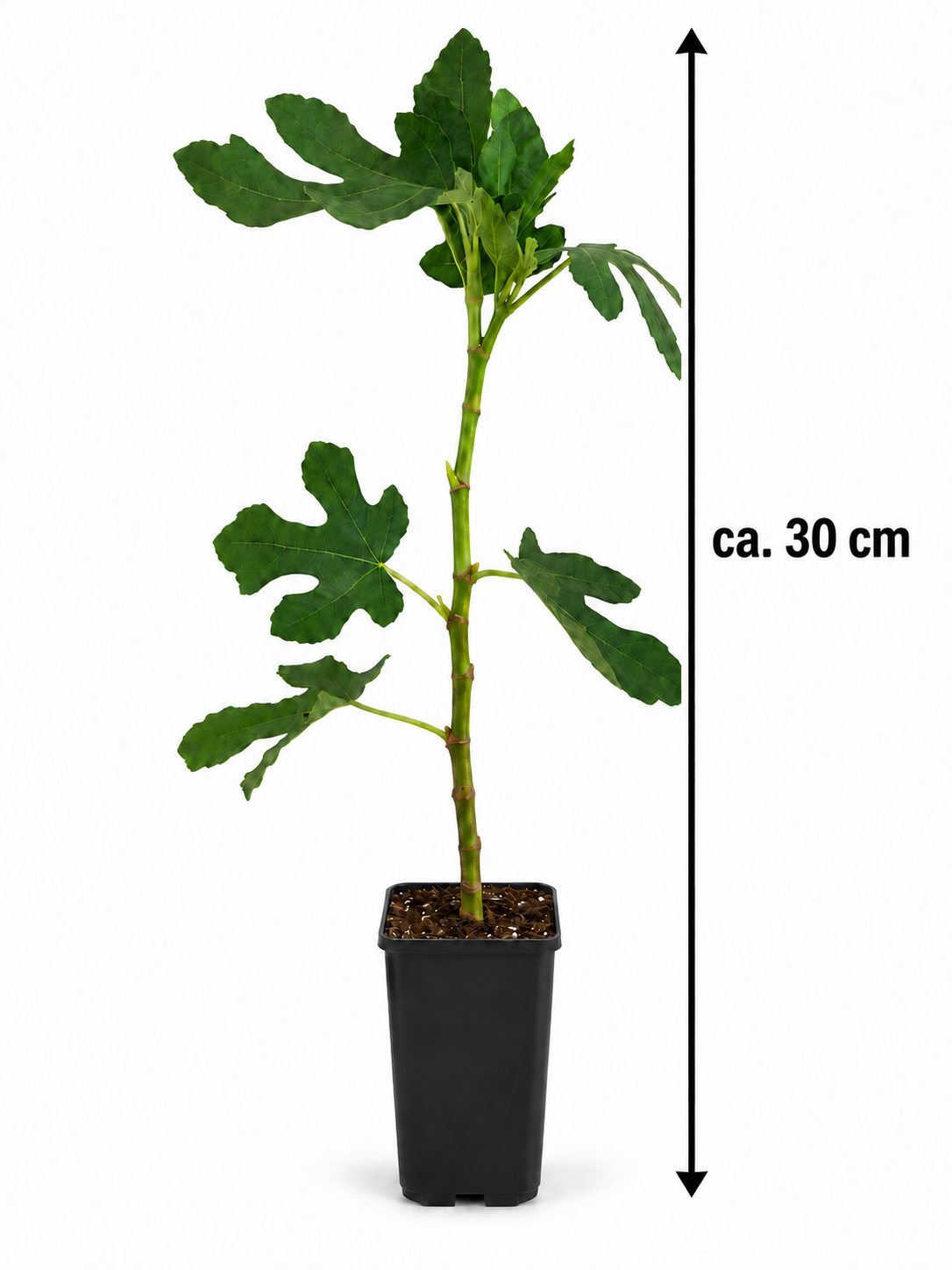 Feigenbaum ‘Brown Turkey’ ca. 30 cm – Ficus carica, echte Feige für Garten, Terrasse & Balkon