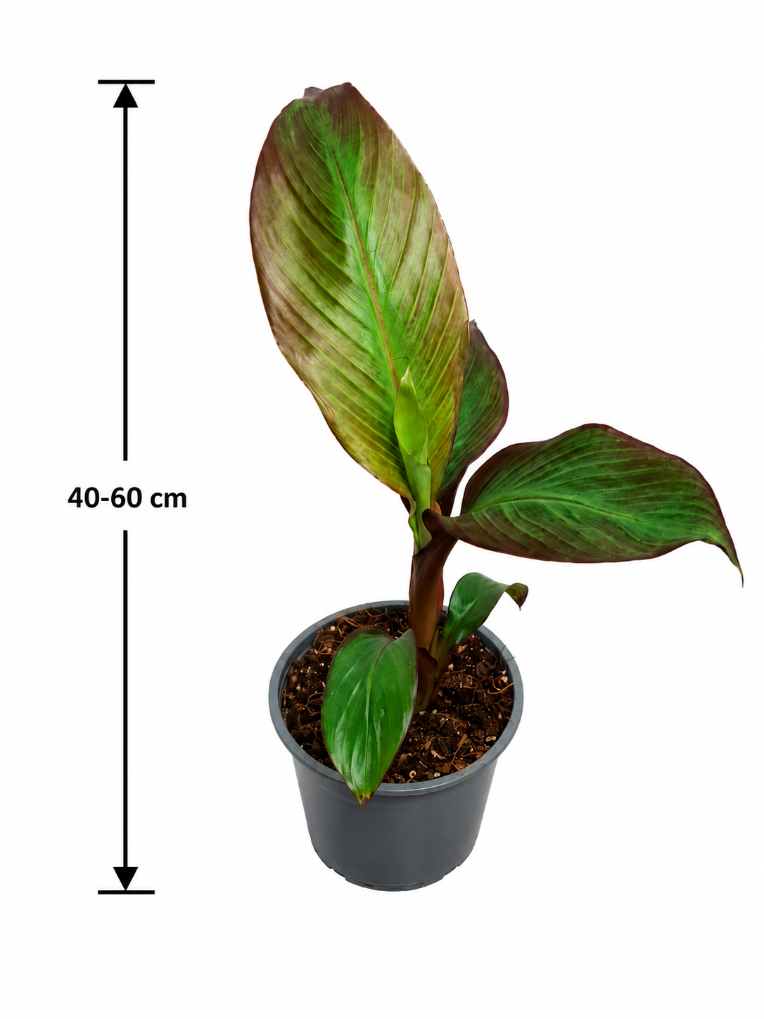 Červený okrasný banán 60-80 cm Ensete ventricosum Maurelii - habešský banán