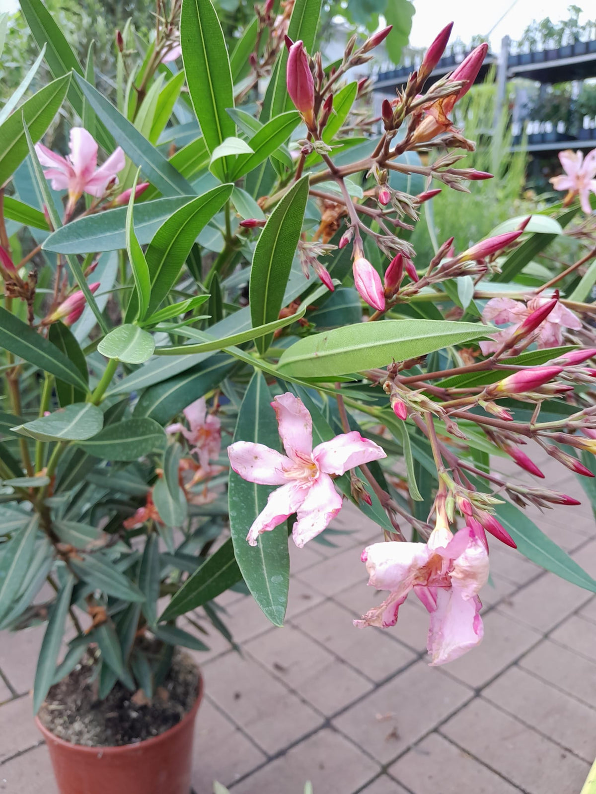Oleandr 80-100 cm Nerium oleander Pink - Emile