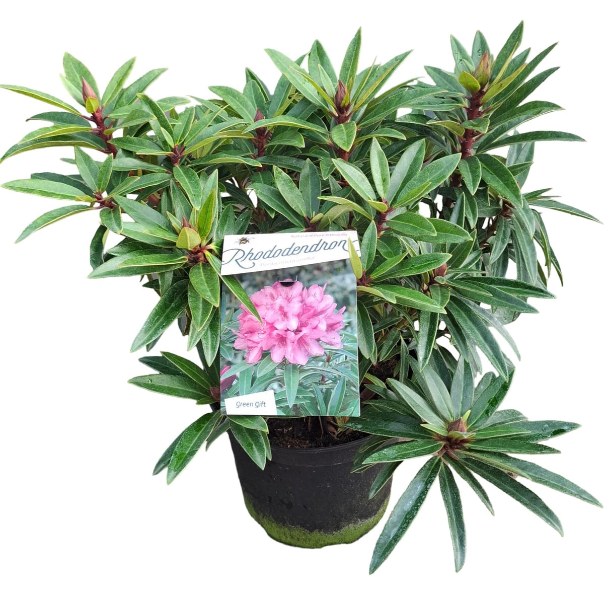 Zwerg-Rhododendron 'Graziella' – Rhododendron ponticum, ca. 50 cm | Winterhart & Immergrün