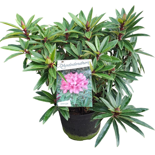 Zwerg-Rhododendron 'Graziella' – Rhododendron ponticum, ca. 50 cm | Winterhart & Immergrün