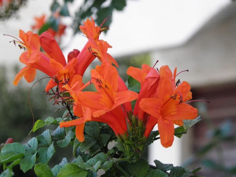 Zimolez kapský 150–200 cm – Bignonia capensis – Vždyzelená popínavá rostlina s jasnými květy