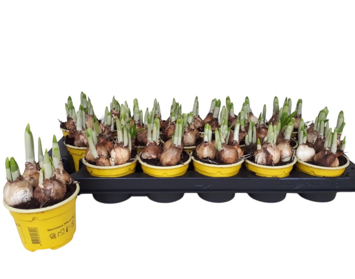 Narzissen Tête-à-Tête im 9 cm Topf - Osterglocken  Frühlingserwachen für dein Zuhause