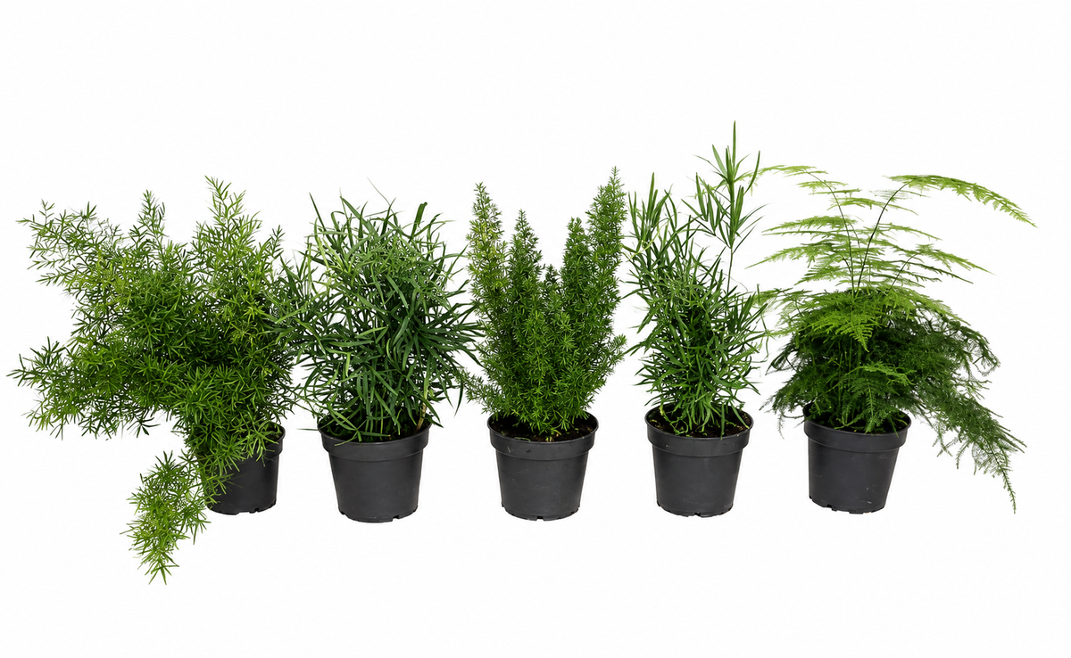 Asparagus Gemischt 5 Stück - Ca. 35 cm – Zierspargel, pflegeleicht, Zimmerpflanze