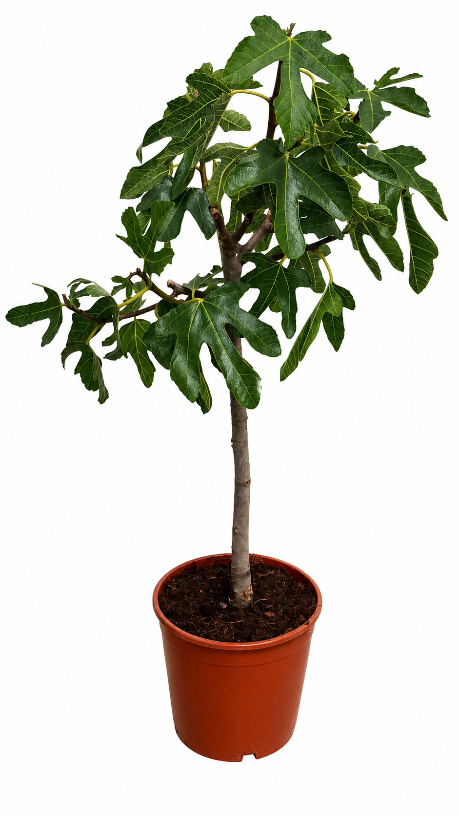 Ficus carica ‘Napolitana’ Feigenbaum 70–100 cm – Winterharte Echte Feige für Garten, Terrasse & Kübel